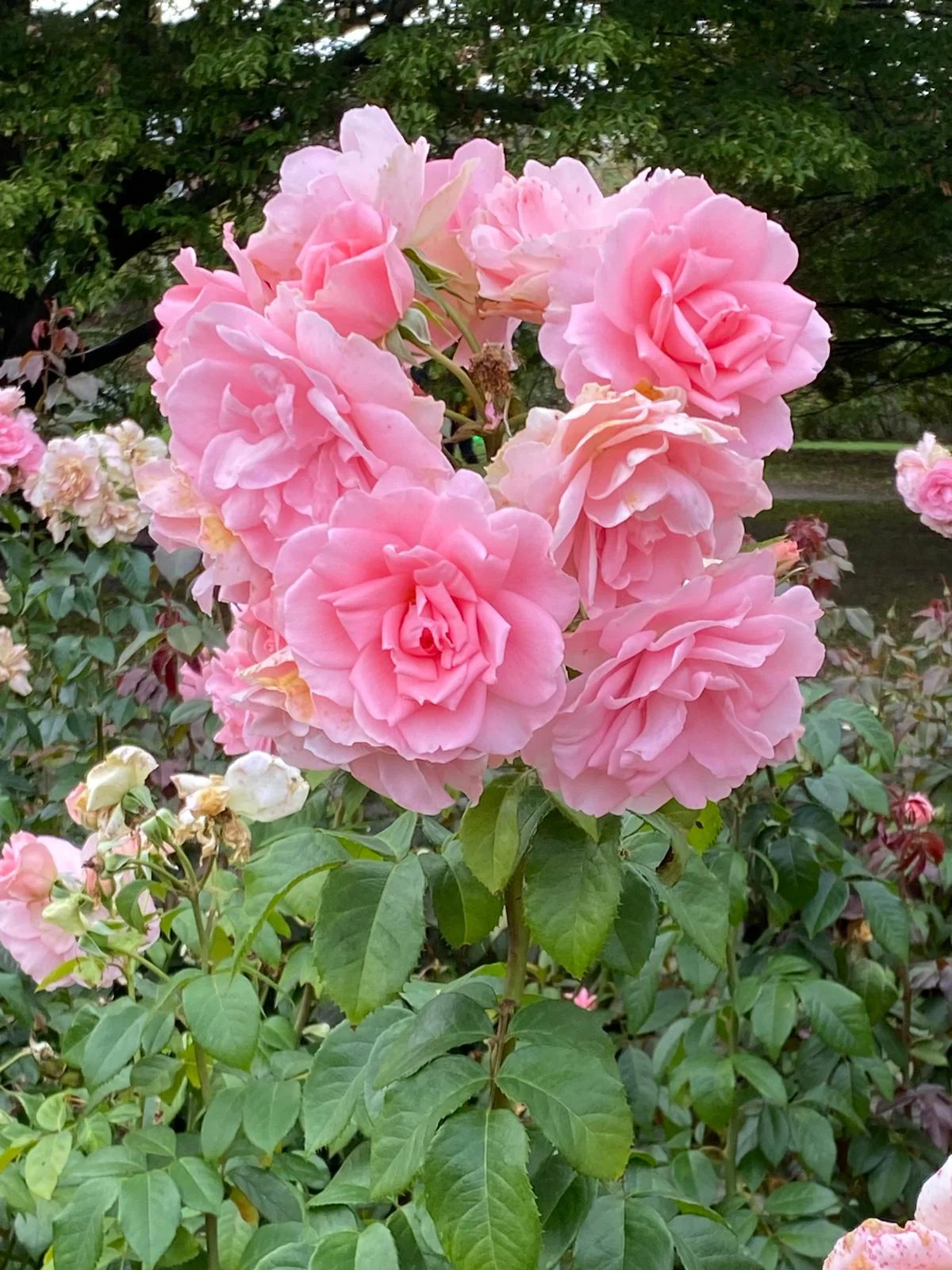 The Perfumer's Garden Experience - Image 3